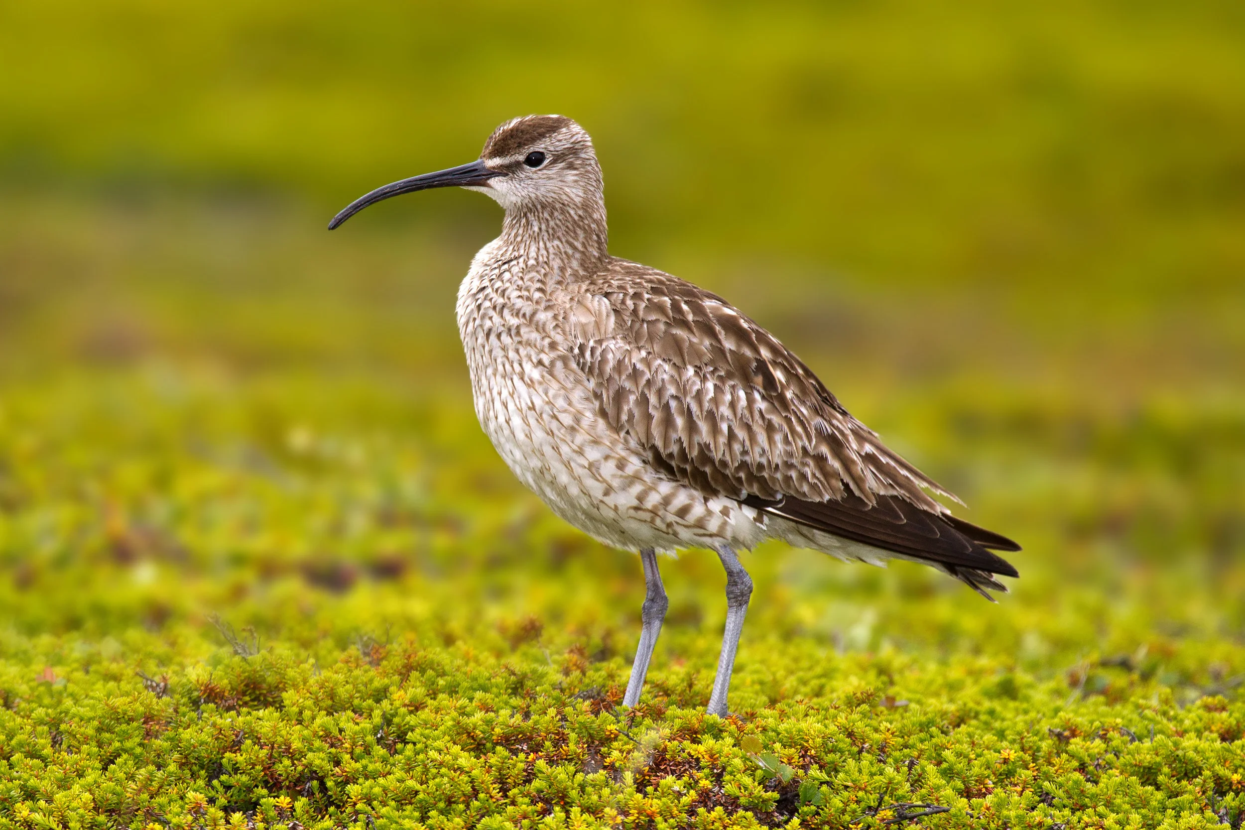 Whimbrel, Andreas Trepte; A.Trepte@gmx.de