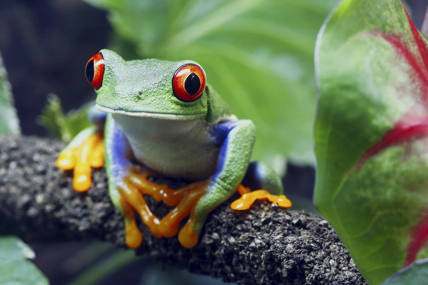 Red-eyed Tree Frog - From Digital Trends website: www.digitaltrends.com