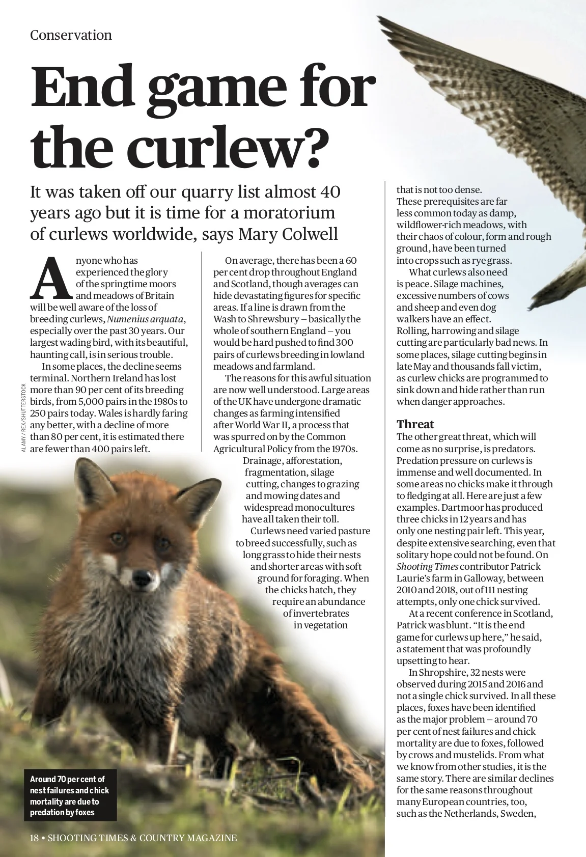 Curlew Piece copy.jpg