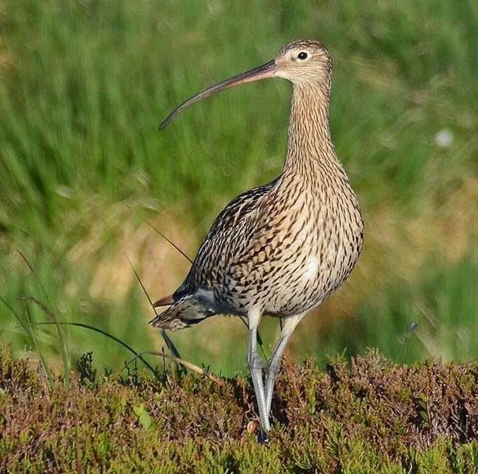 Andrew McAlister.jpg