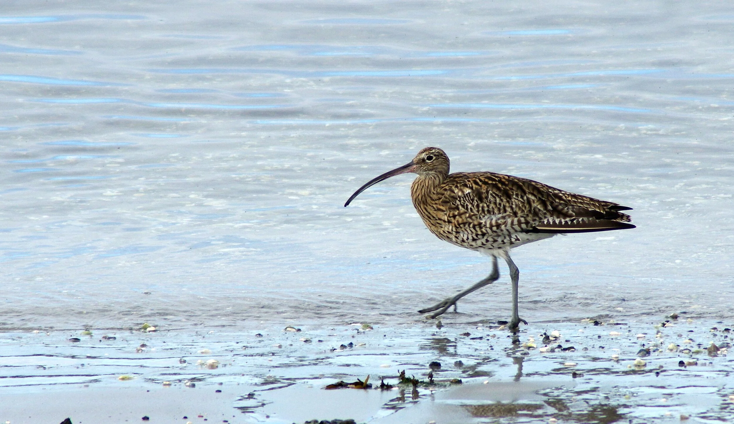 Curlew 2.jpg