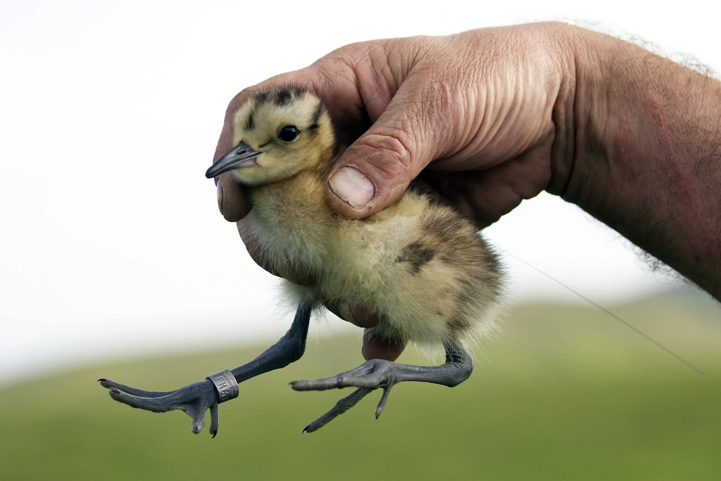 Curlew chick 8 days old BrookshillMarsh.jpg