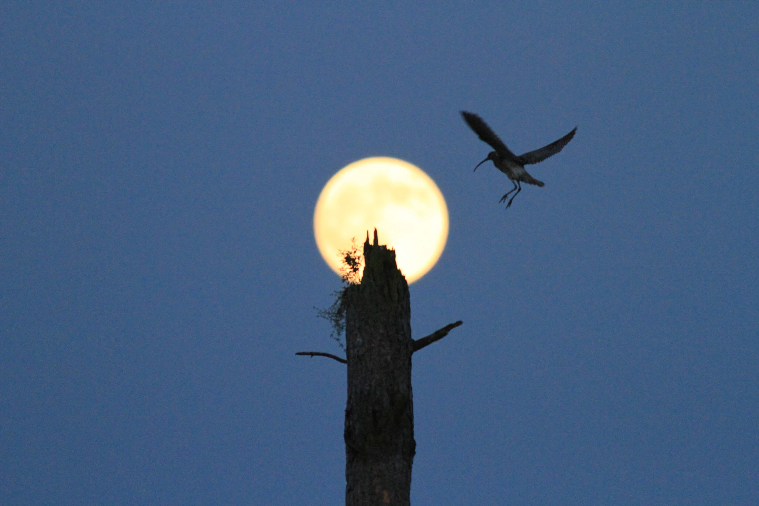 moon curlew.jpg