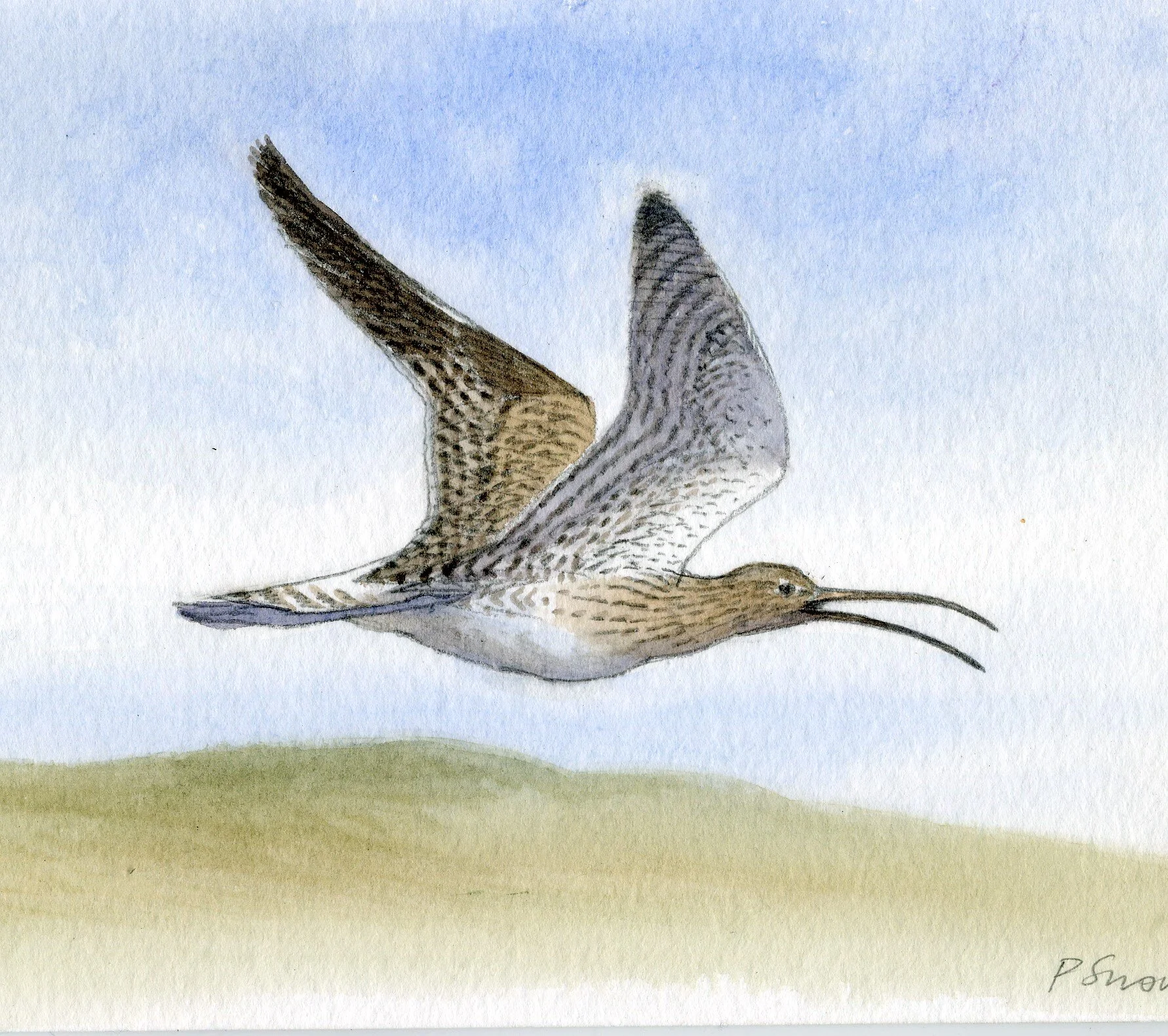 CURLEW-Flight-B.jpeg