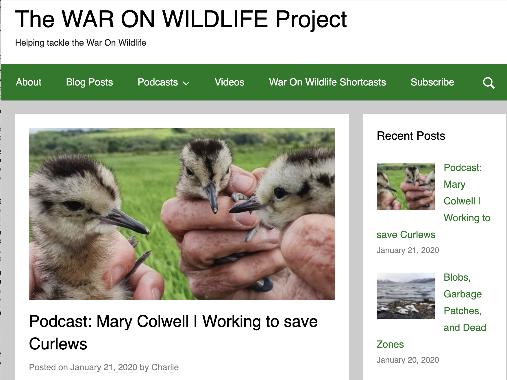 Saving Curlews