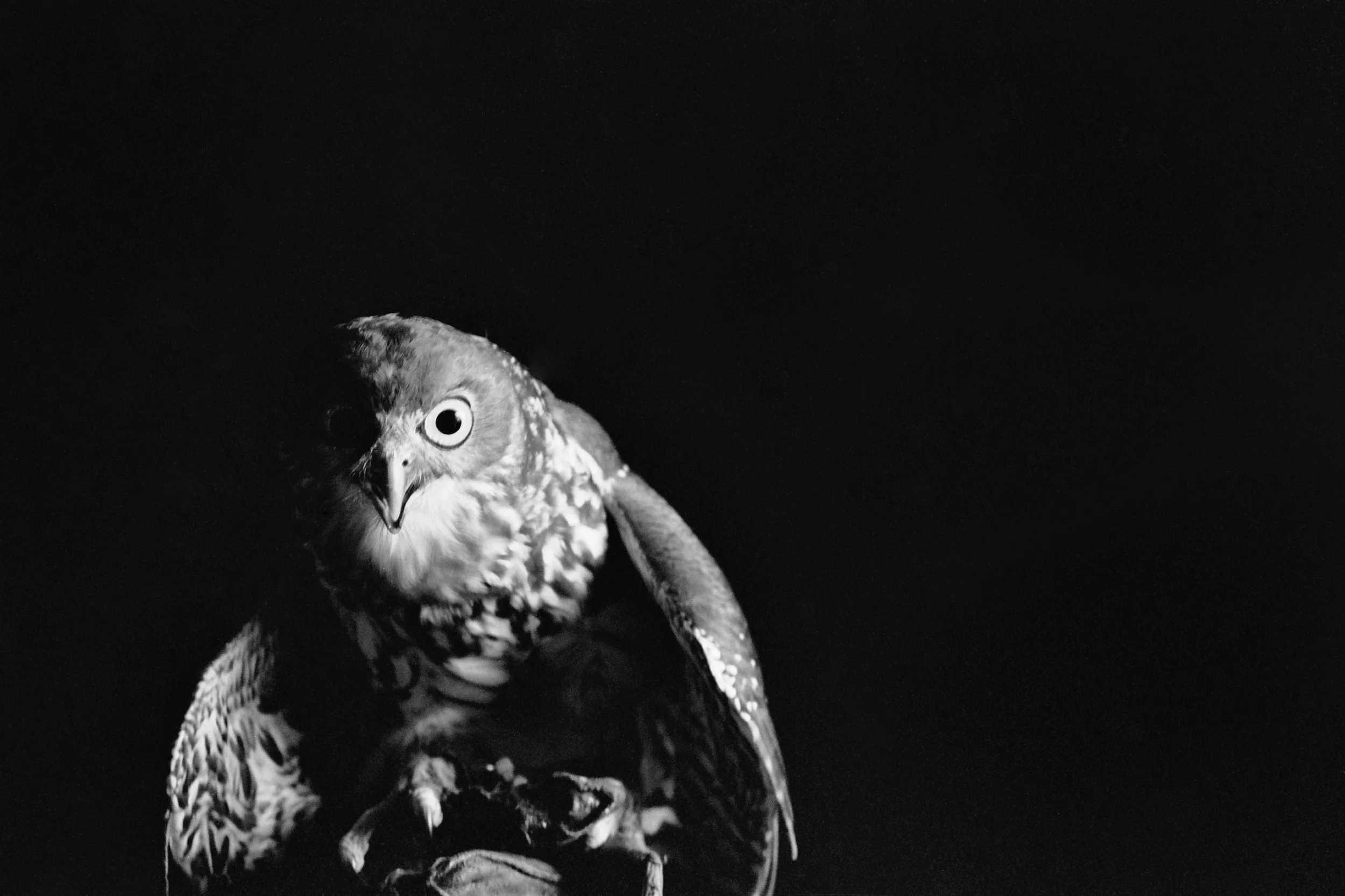Syd-1.jpg