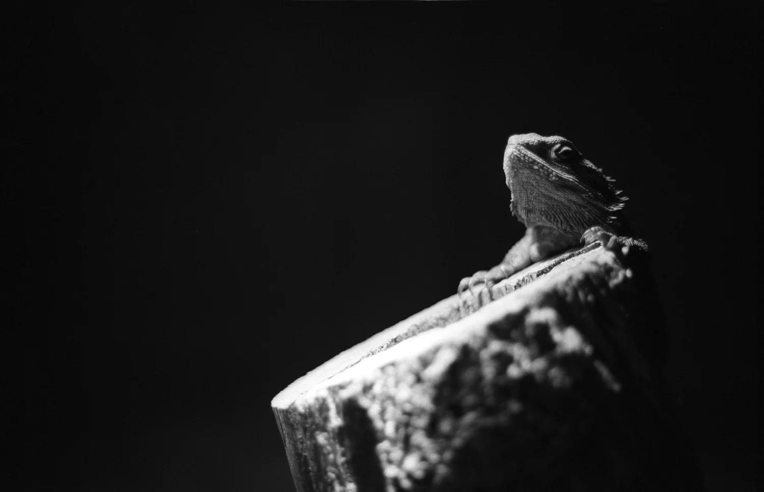 Lizard-Log-1.jpg