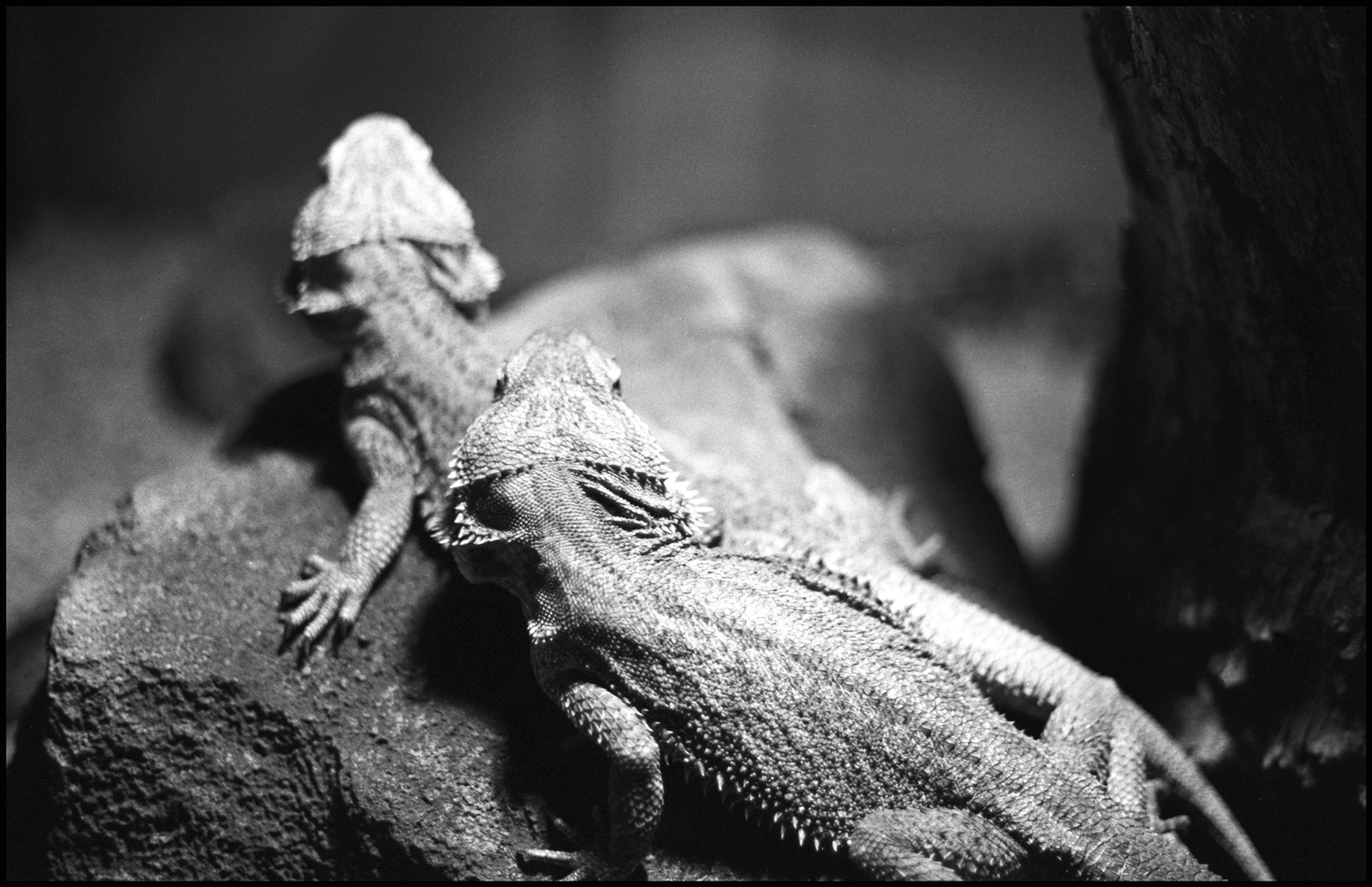 Lizards2.jpg