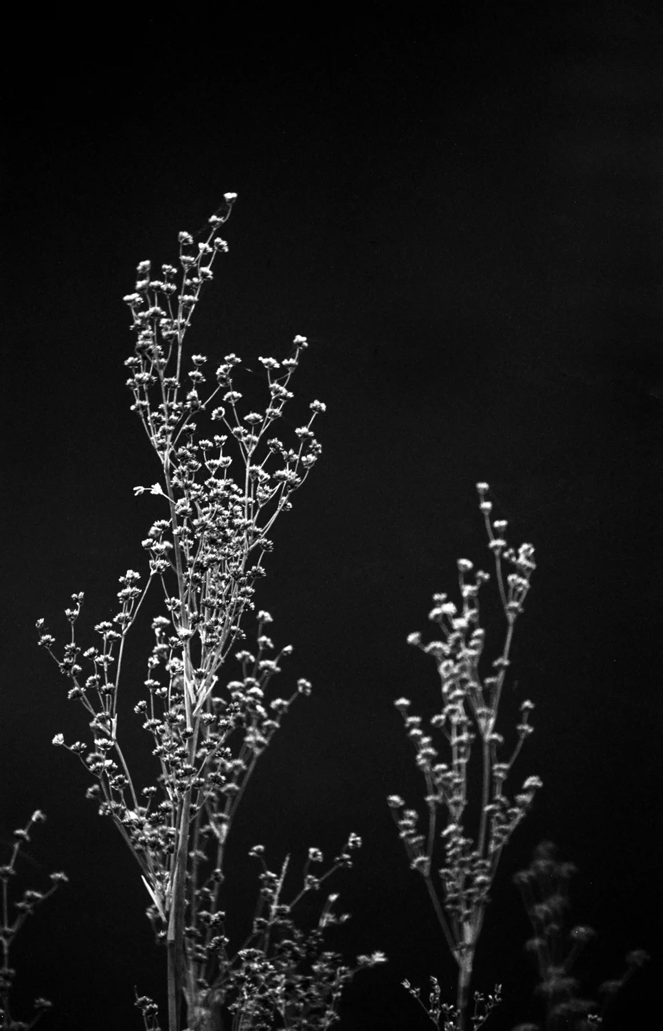 Reeds-MRiver-2014.jpg