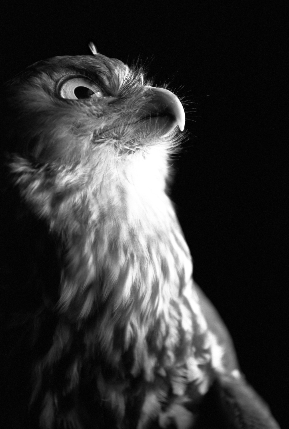 BW-Sid-look-up-3-Correct.jpg