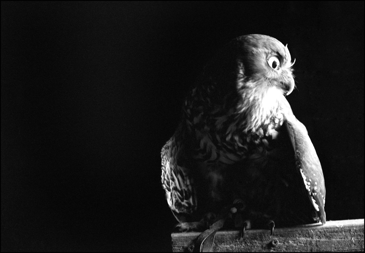 BW-Sid-look-side-3c-correct.jpg