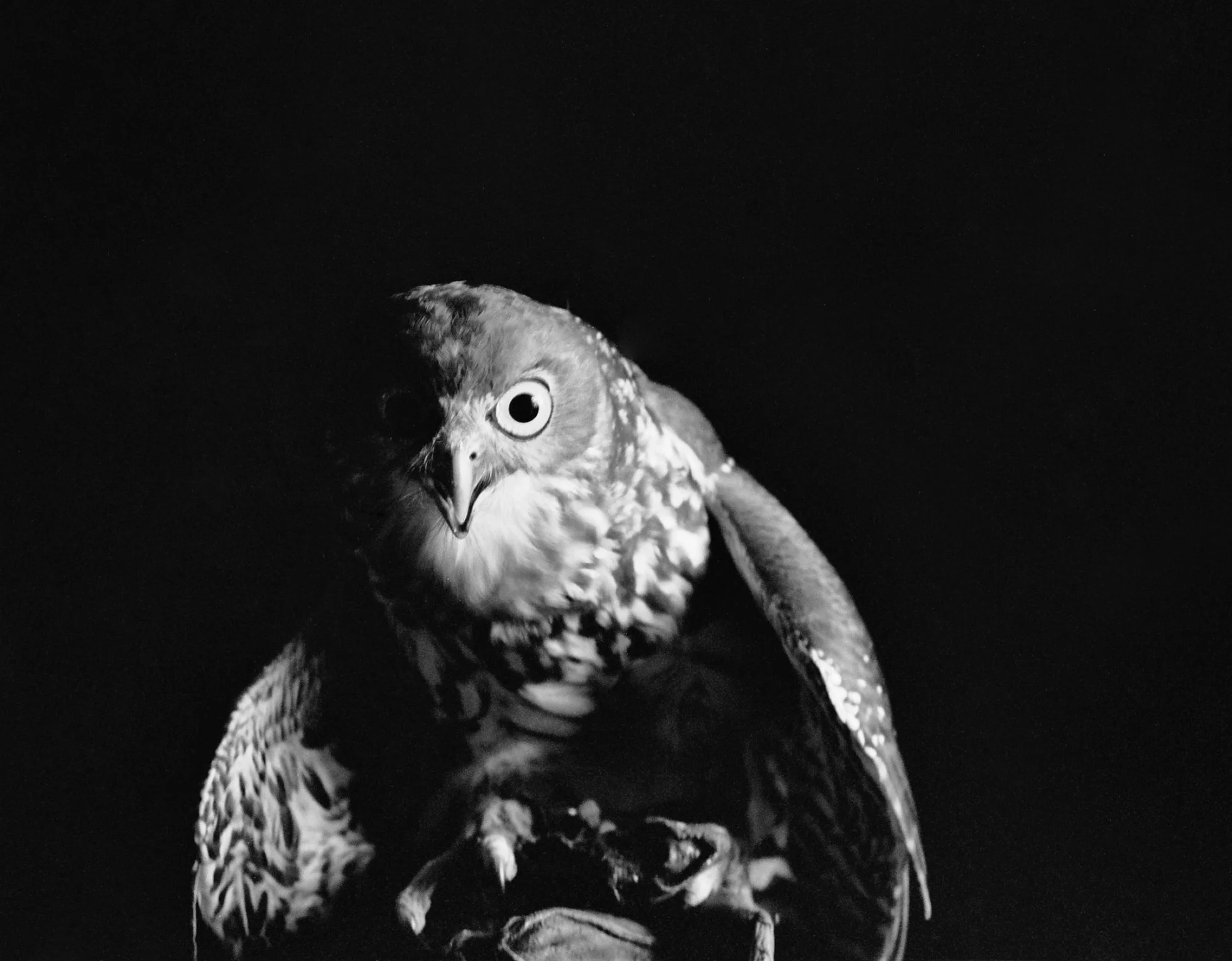 Syd-1.jpg