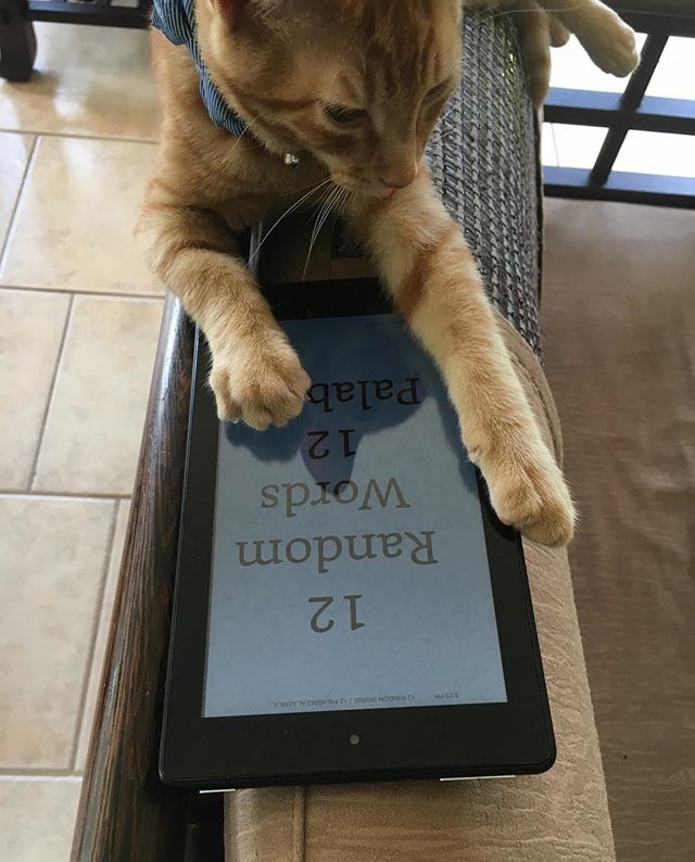 Our hairiest reader so far! Thank you to Stephen who shared the picture with us and 12 Random Words with his kitty!!!! #catsoninstagram #catreading #robwilsonwork #12randomwords #bilingualbooks #dallas