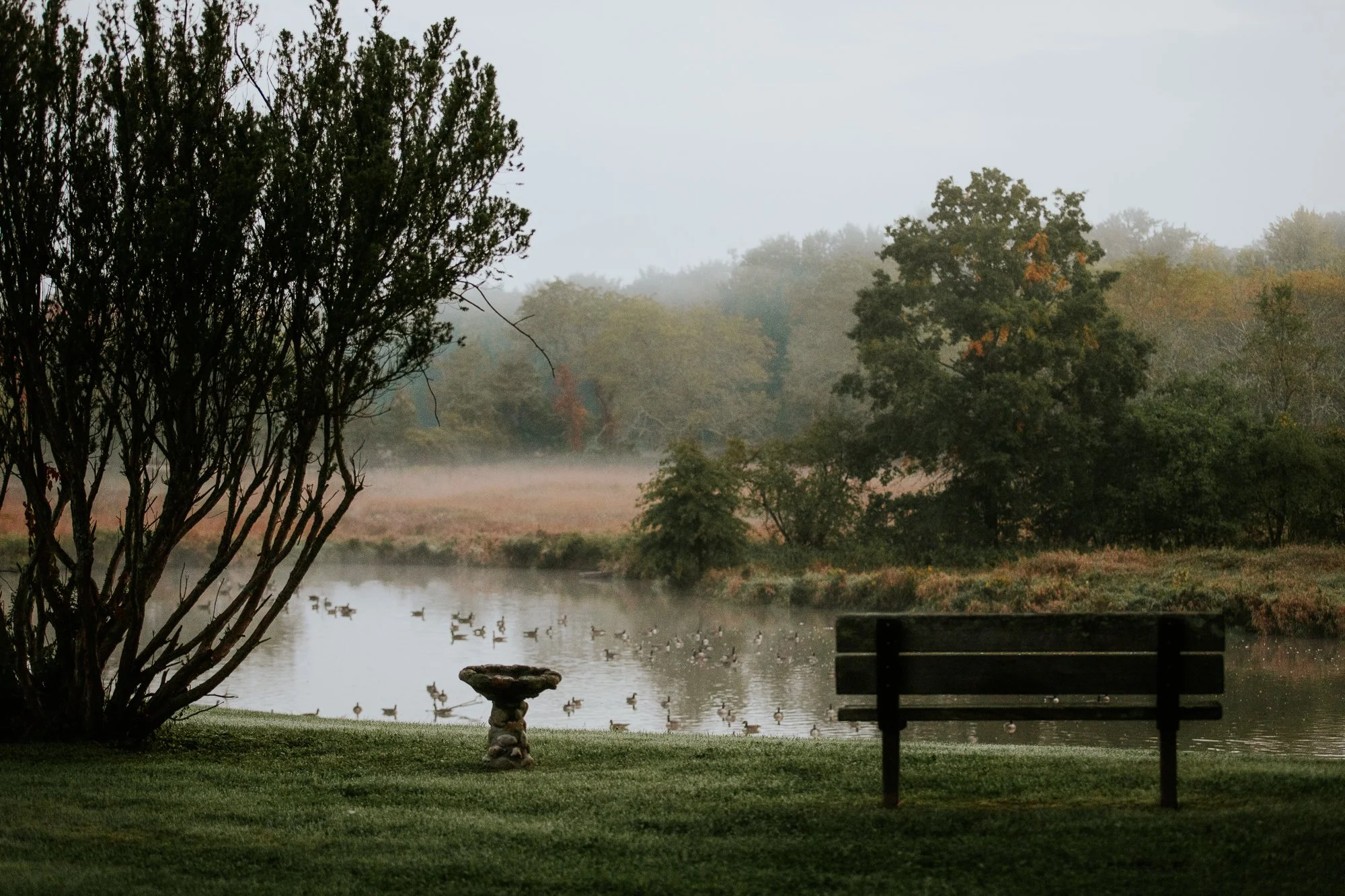 OctFarm-130 pond with geese.jpeg