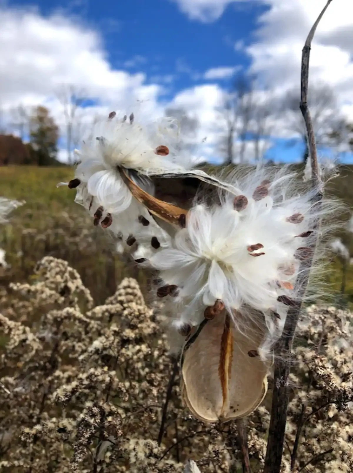 milkweed_seed_pod_field.jpg