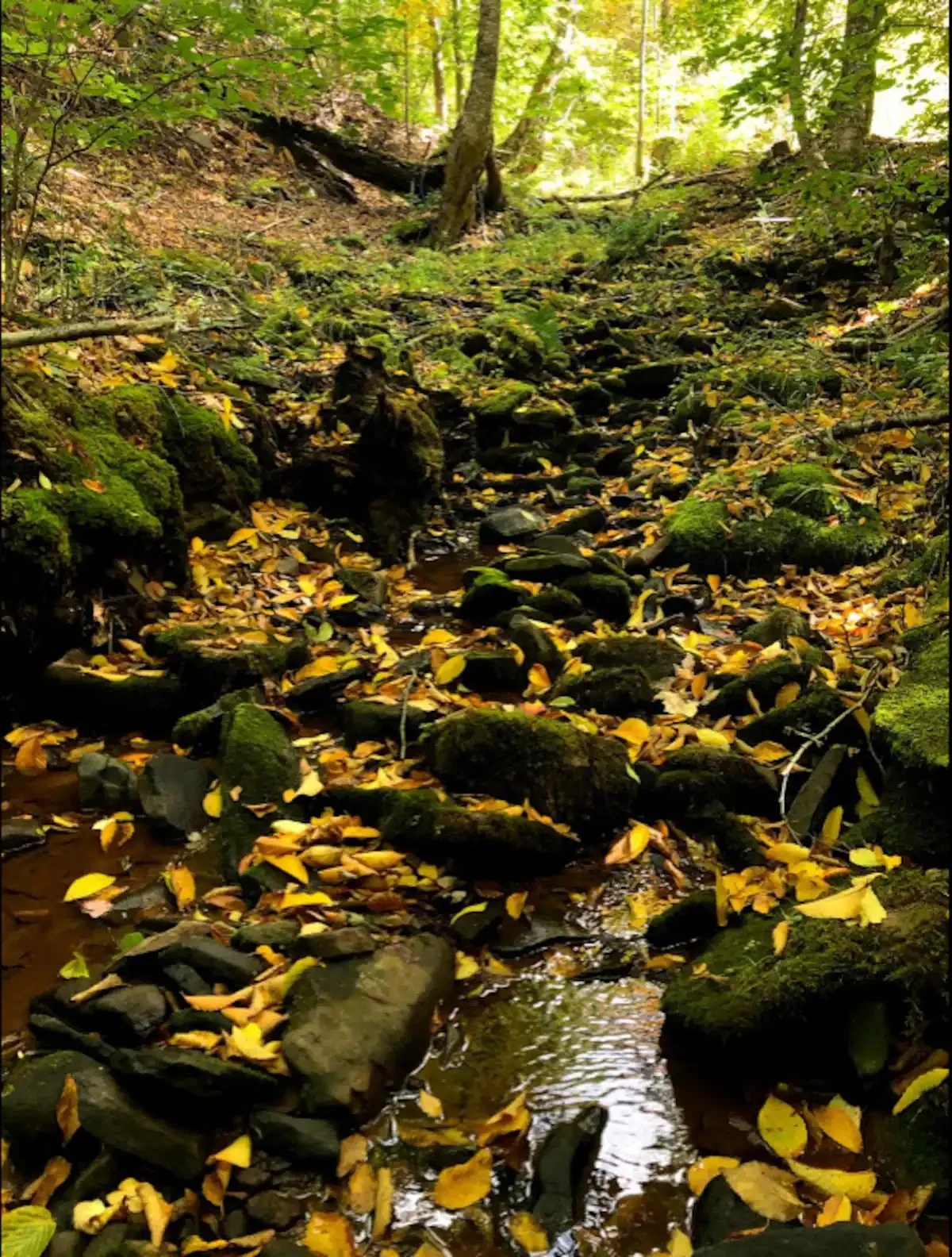 forest_stream_leaves.jpg