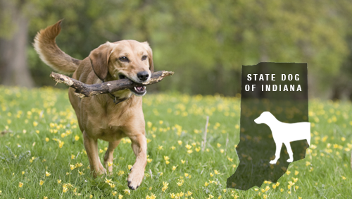 STATE DOG OF INDIANA