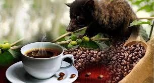 luwak coffee animal.jpeg