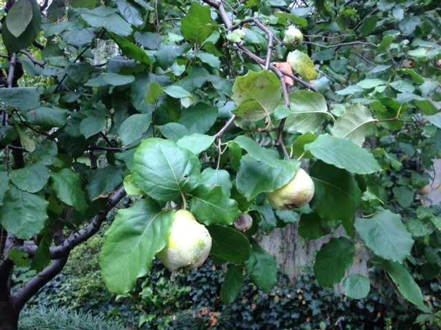 Pear Tree
