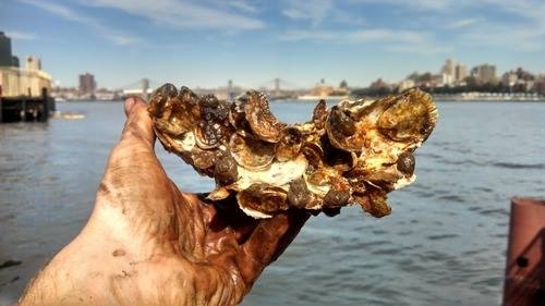 Billion Oyster Project