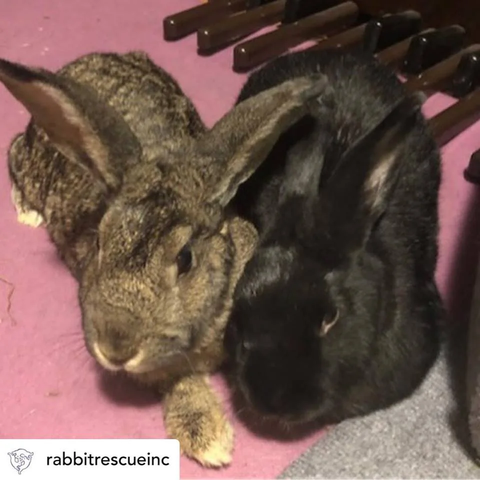 rabbit-rescues.jpg