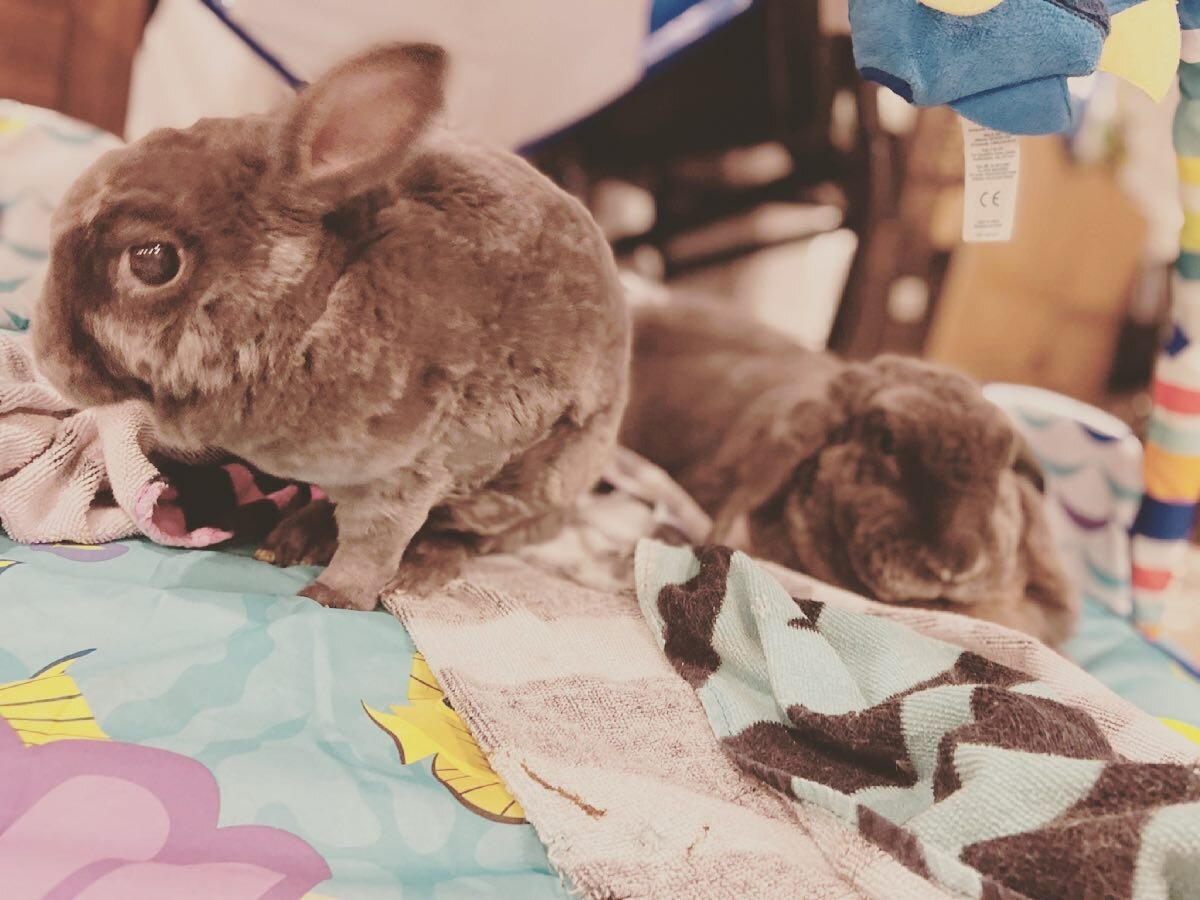 My bunnies are cute 🥰 

.
.
.
#bunnies #bunniesofinstagram #bunniesworldwide #bunniesoftheworld #bunniesofig #bunniesofinsta #bunnieslove #bunniesarethebest #bunnies🐰 #cutebunnies #bunnieslife #rabbit #bunny #rabbits #rabbitsofinstagram #cute #bunn