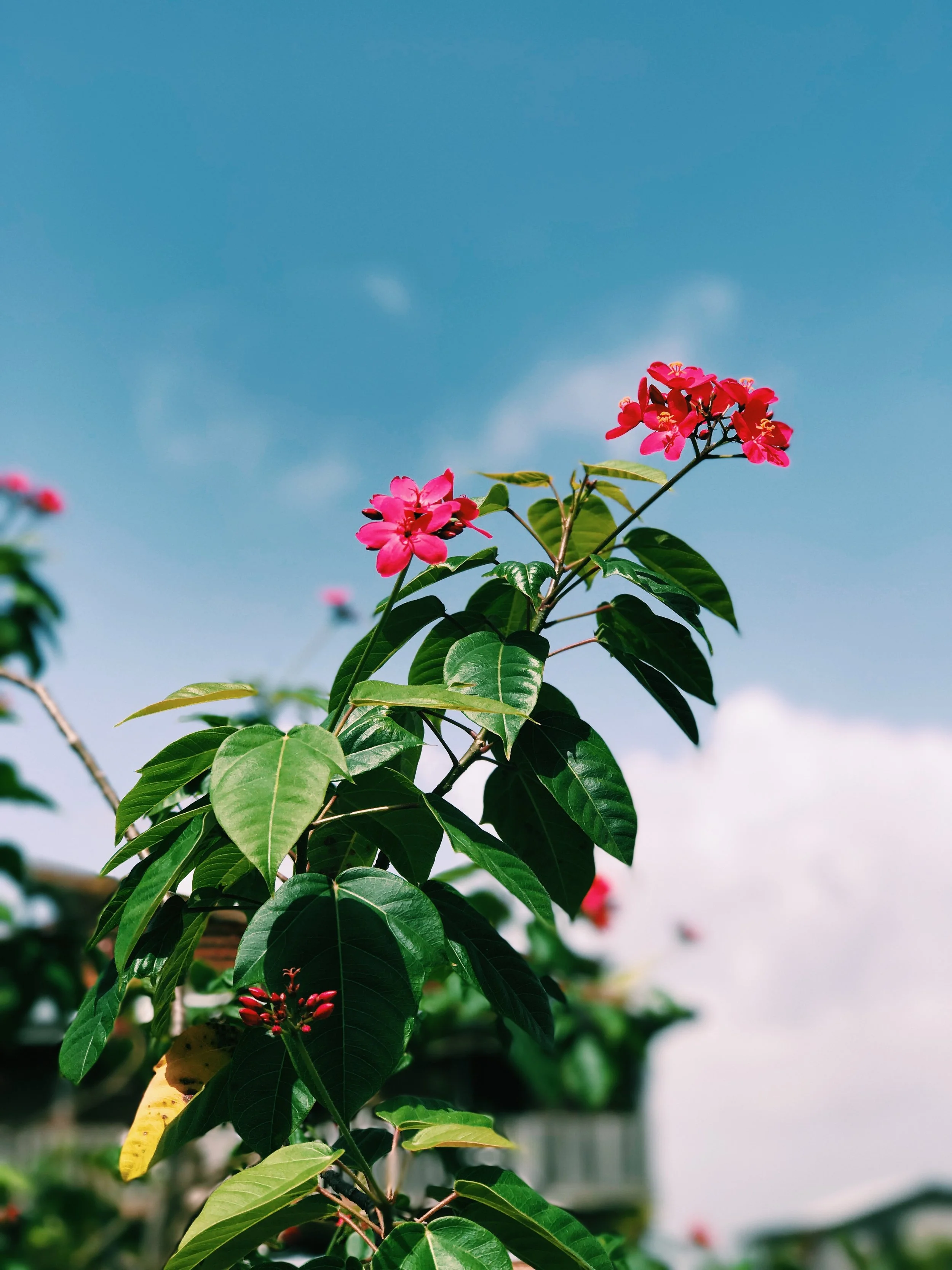 I am fresh out of book photos so please accept this flower instead.