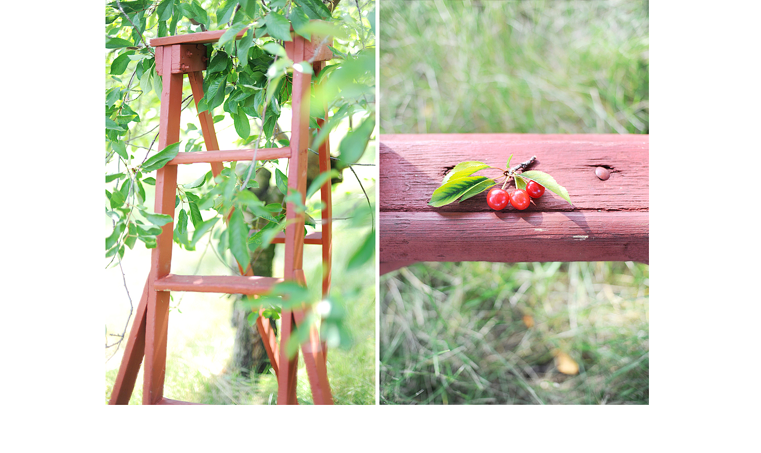 midwest wisconsin food photographer