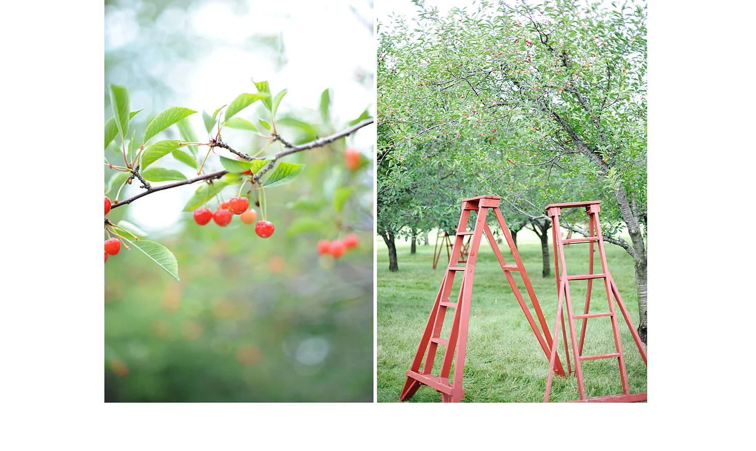 midwest wisconsin food photographer