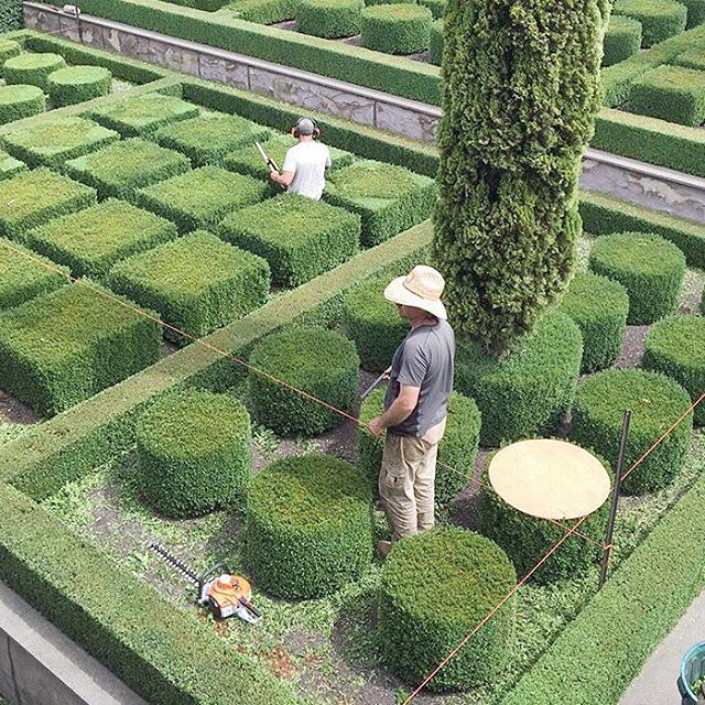 &bull; 2016 &bull;
Time to learn to trim the Boxwoods.

#excited #frustratedlandscaper #boxwood #bucketlist #stonefields