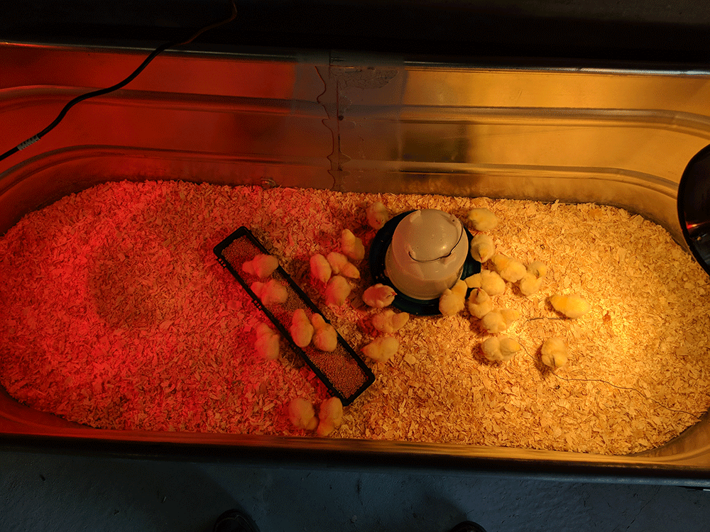 broiler-chicks-10.png