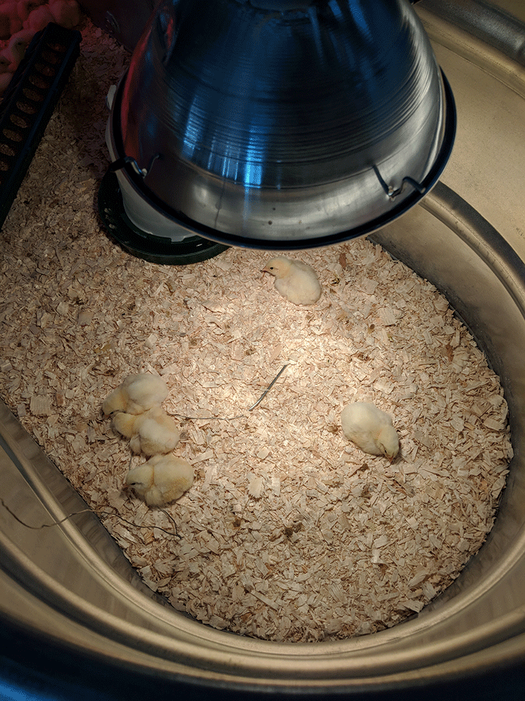 broilers-too-hot2.png