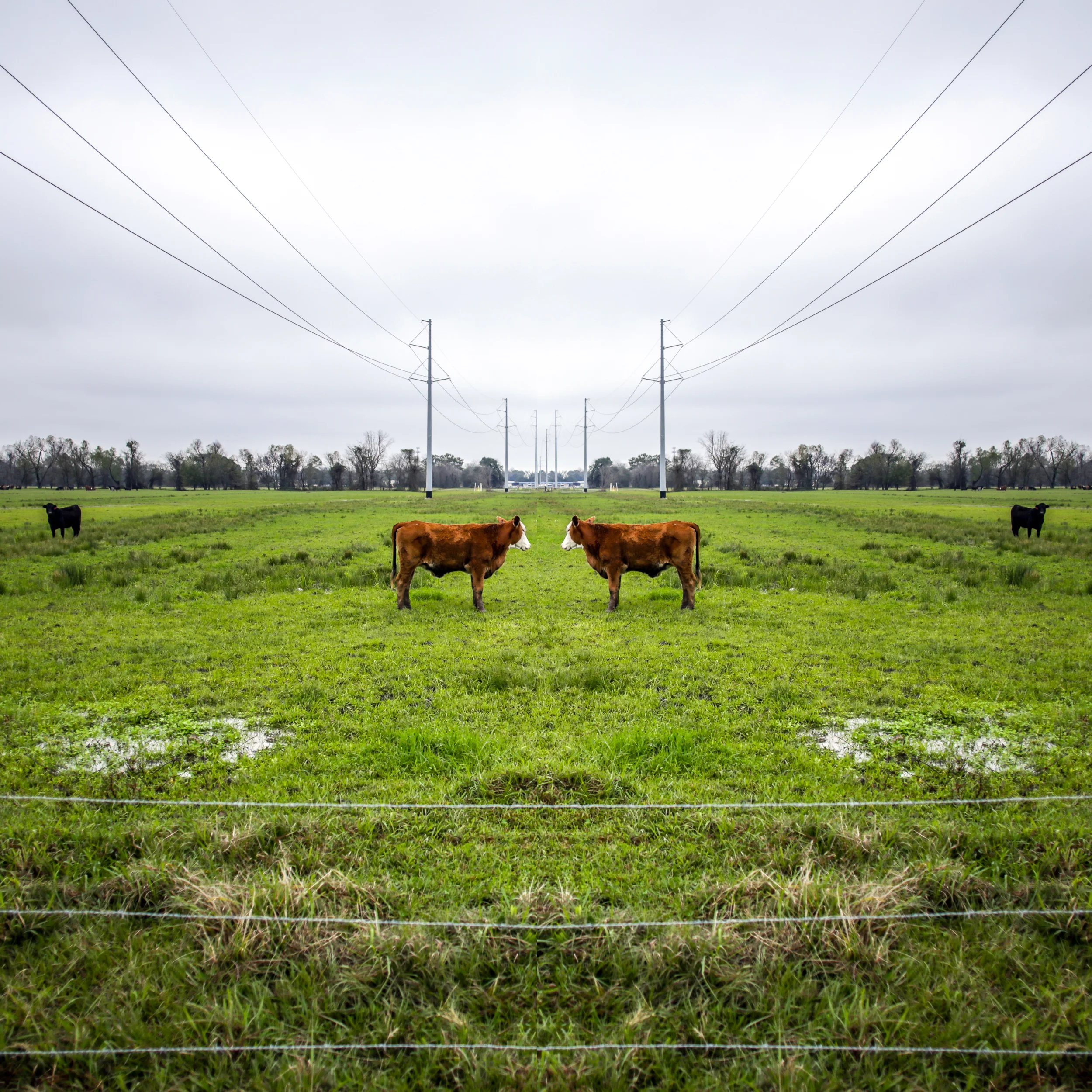 moo square.jpg