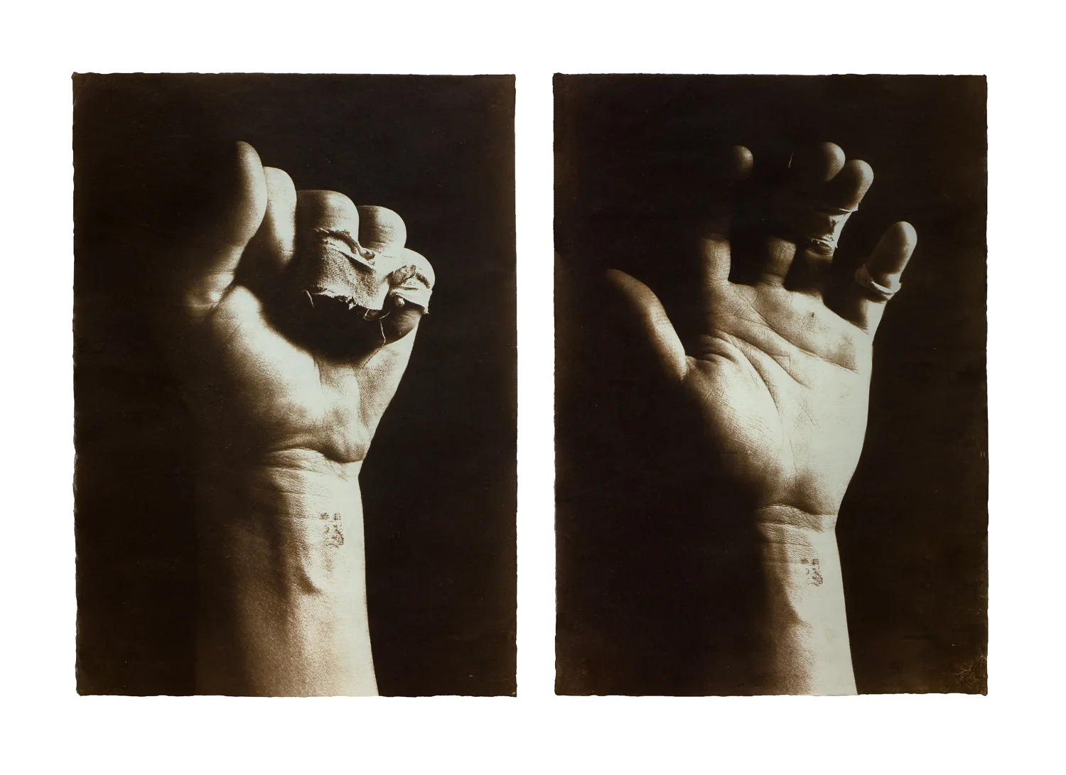 Catch and Release Van Dyke brown print on Kozo 15.5 x 22" 2017