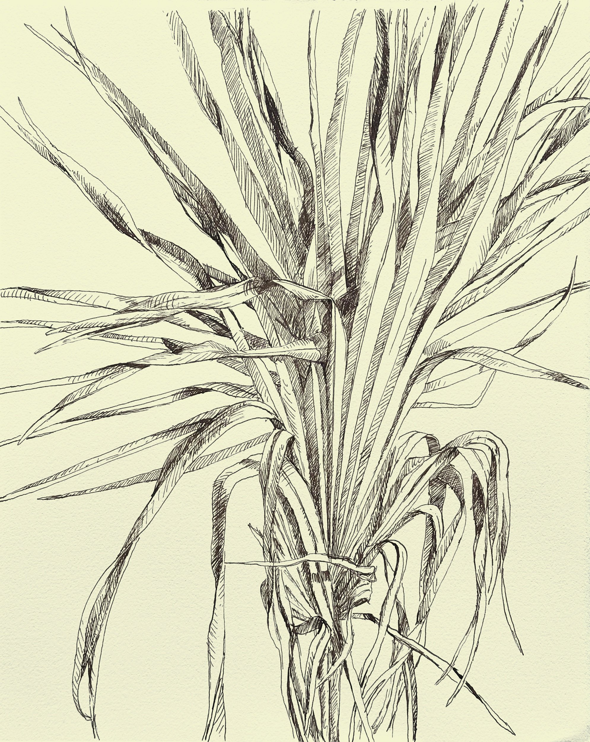 Dried Palmettos, I Walnut ink on BFK Rives paper 14 x 11 in., sheet; 21.25 x 17.25 in., framed Click to Inquire