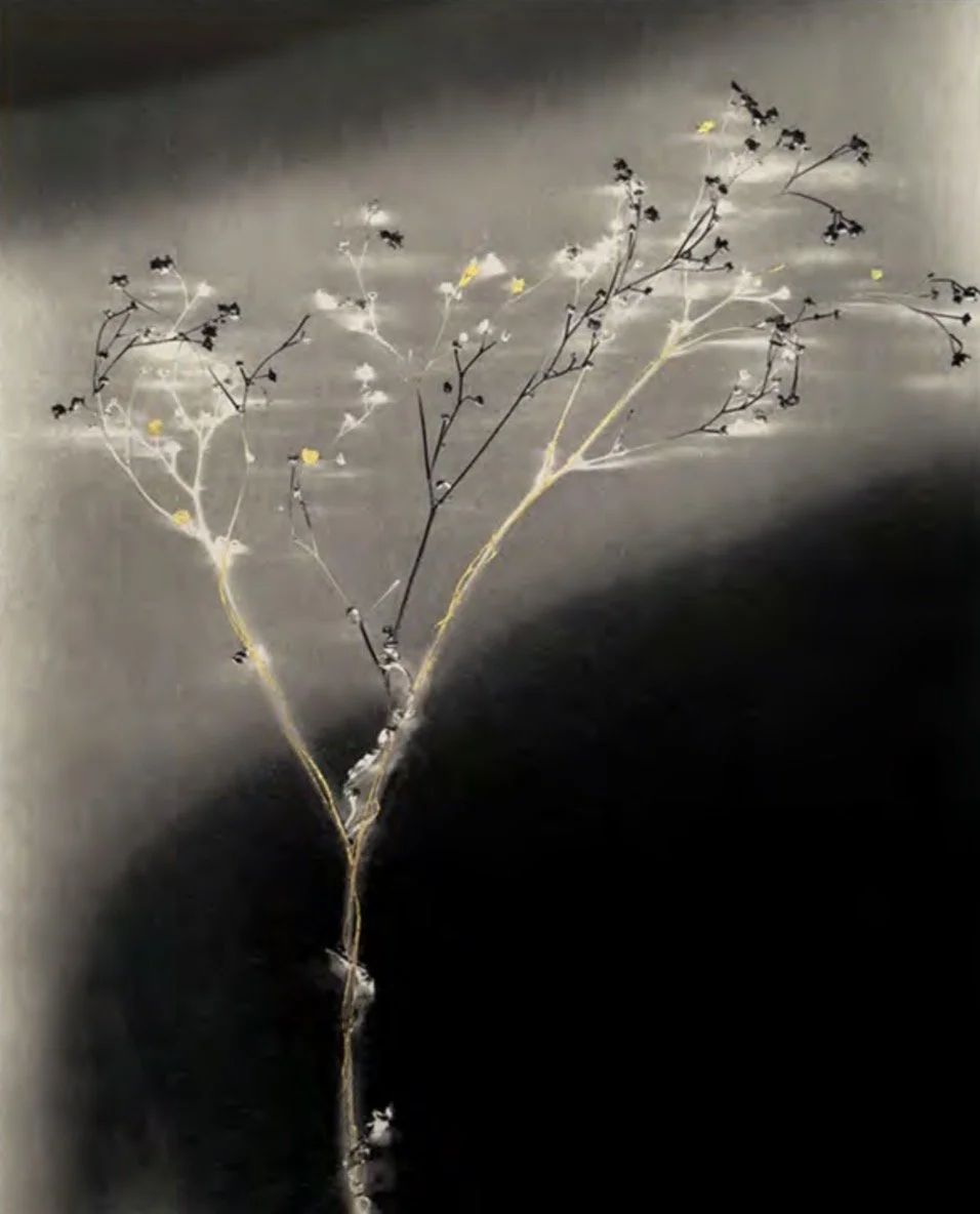   Chaste Tree   Archival pigment print with 24k gold on kozo paper  13 × 10 in., sheet  Ed. of 7 + 1AP    Click to Inquire    