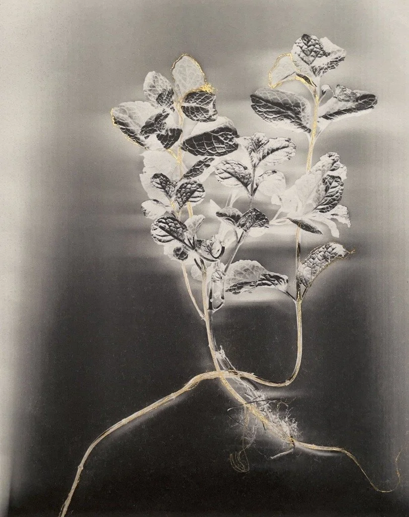   Mentha   Archival pigment print with 24k gold on kozo paper  13 × 10 in., sheet  Ed. of 7 + 1AP    Click to Inquire    