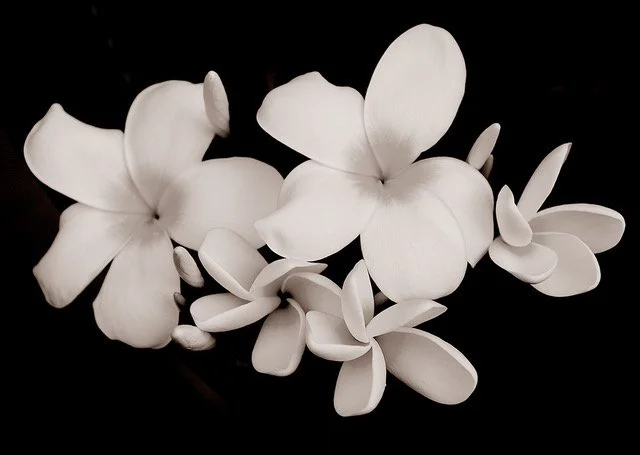   Plumeria Study   Ink on Hahnemühle Copperplate paper  12 × 16.75 in., image size; 17 × 26 in., paper size  Ed. of 10, signed, titled, &amp; numbered au recto/on front    Click to Inquire   