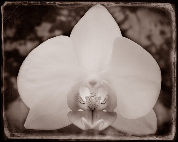   Étude d ‘Orchidées   Ink on Hahnemühle Copperplate paper  16.75 × 21 in., image size; 17 × 26 in., paper size  Ed. of 10, signed, titled, &amp; numbered au recto/on front    Click to Inquire   