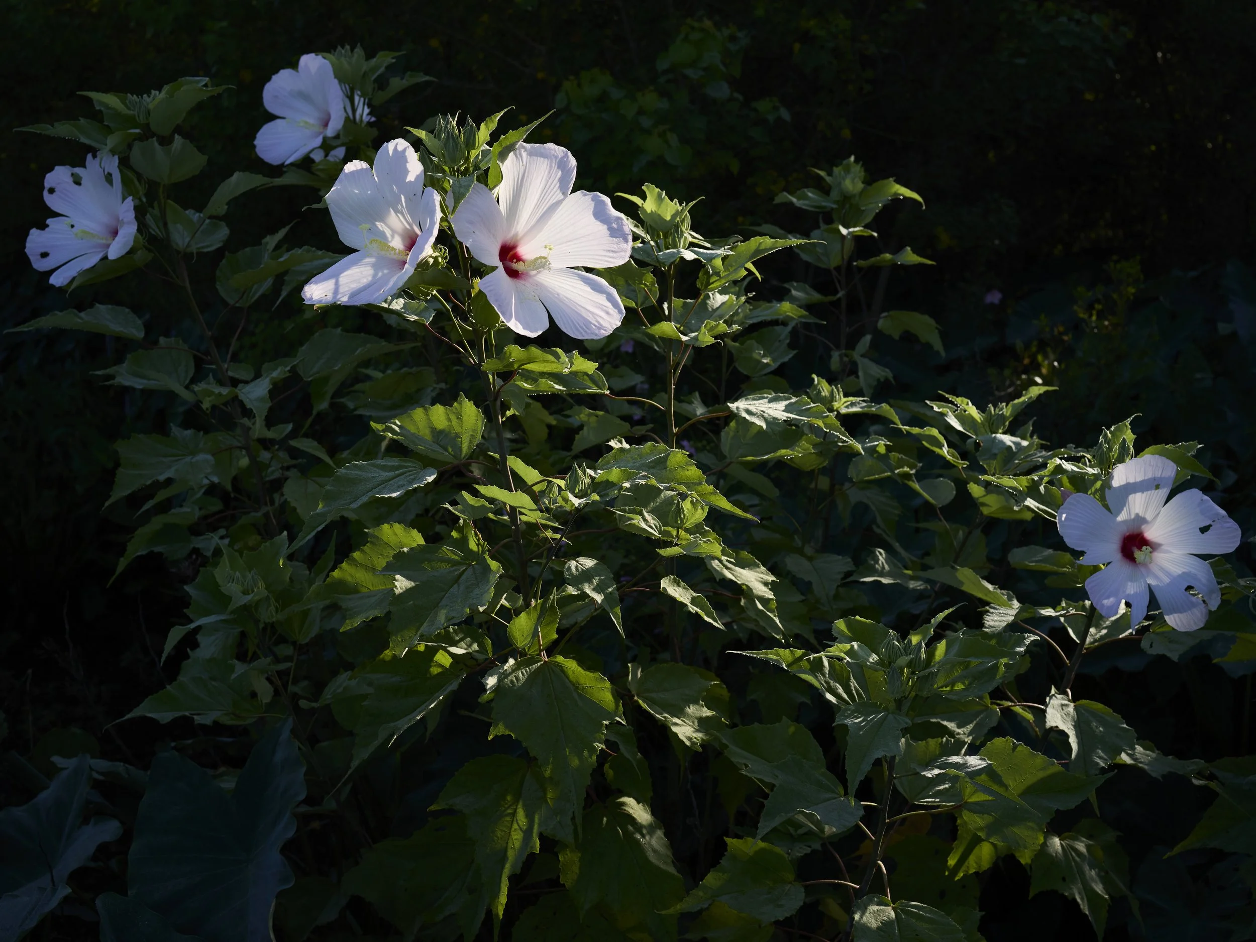   Swamp Mallow, 2025   Archival pigment print  22.5 x 30 in., image size; Ed. of 10  30 × 40 in., image size; Ed. of 10  42 x 56 in., image size; Ed. of 5    Click to Inquire   