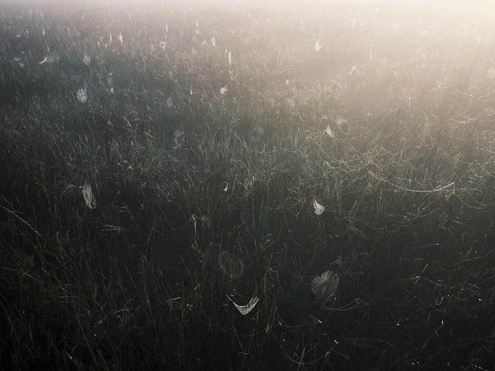   Spider Webs in Coastal Prairie   Archival pigment print  22.5 × 30 in., image size, Ed. of 10  30 × 40 in., image size, Ed. of 10  42 × 56 in., image size, Ed. of 5    Click    to Inquire  