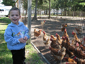 Liam and the Chickens