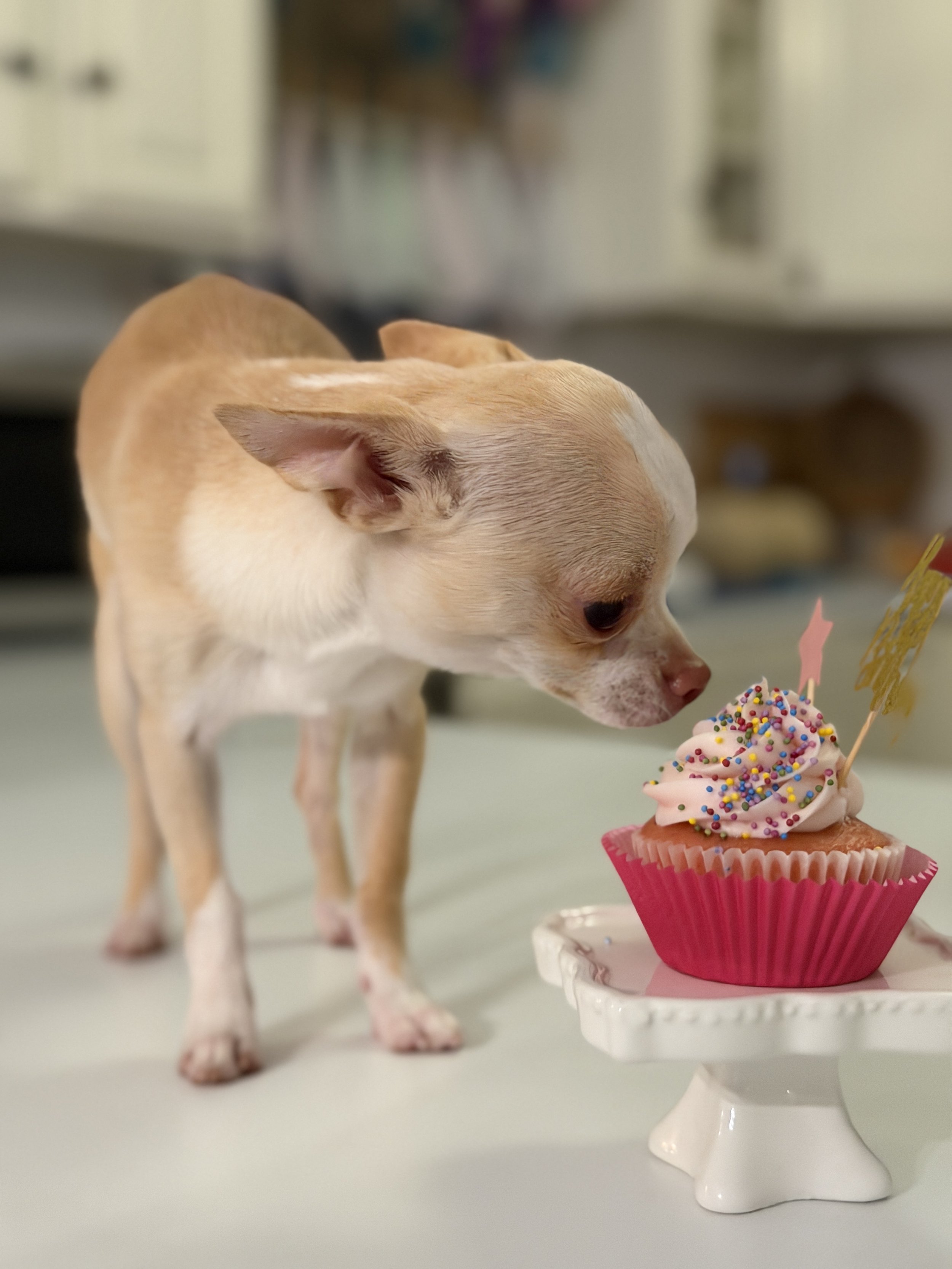 Chihuahua with Pink Birthday Cupcake