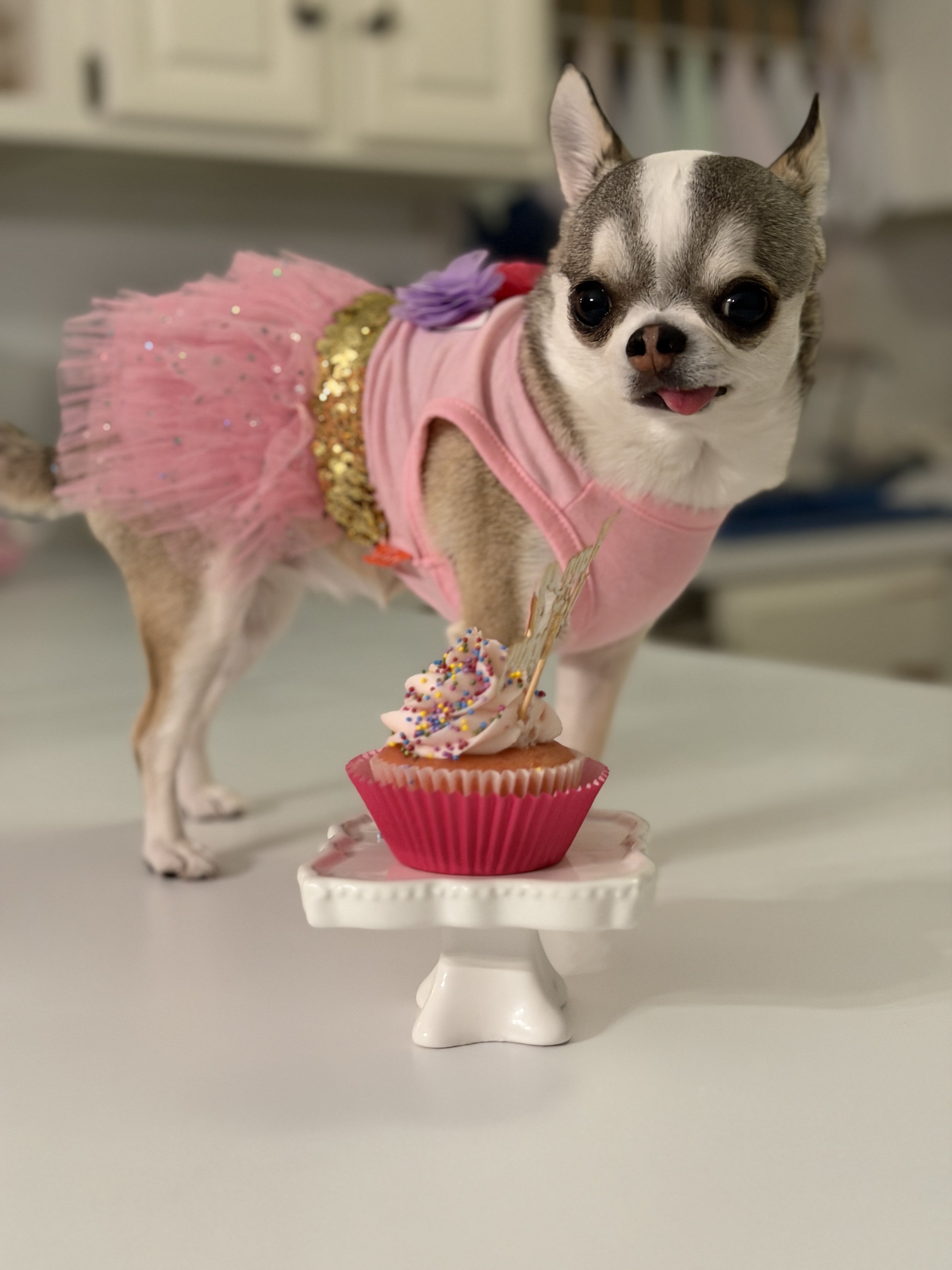 Chihuahua Celebrating with Pink Cupcake