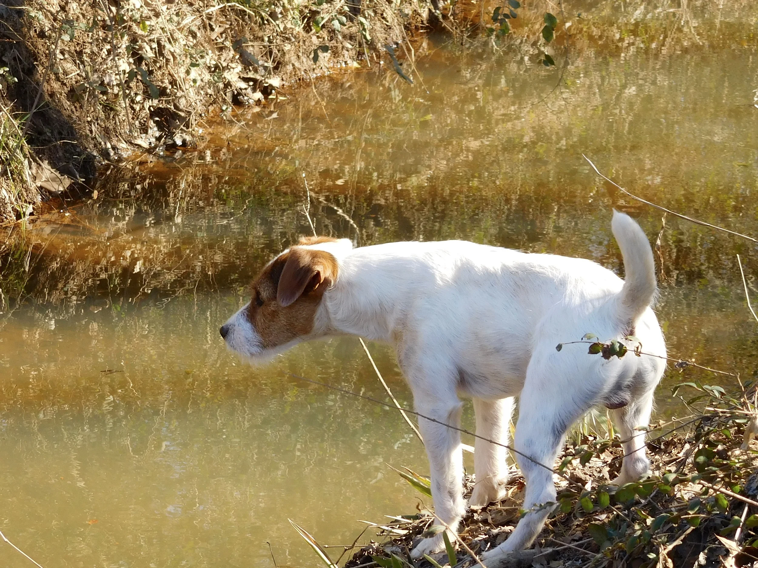 Dog in a Ditch