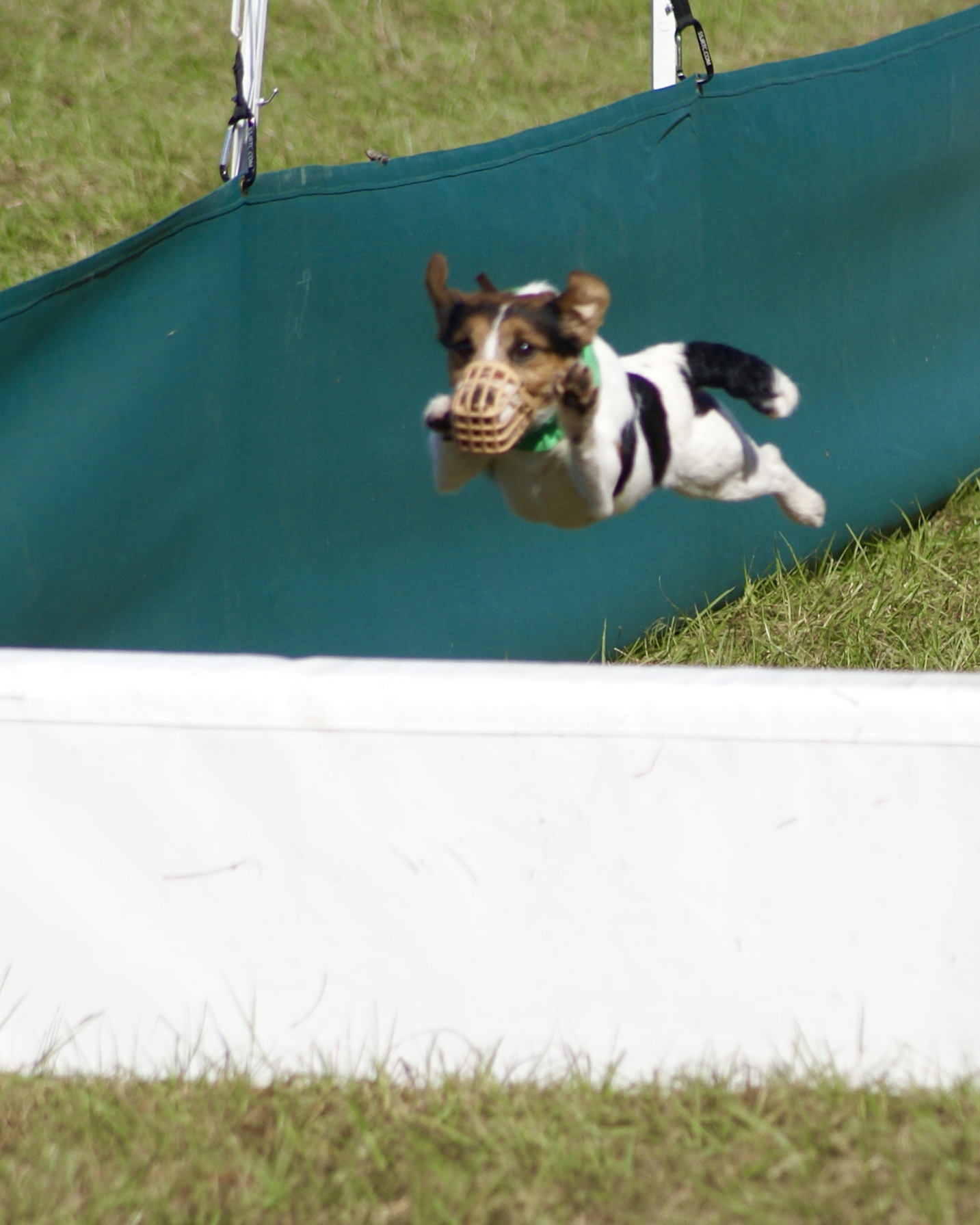 Aspen Creek Maverick getting some air