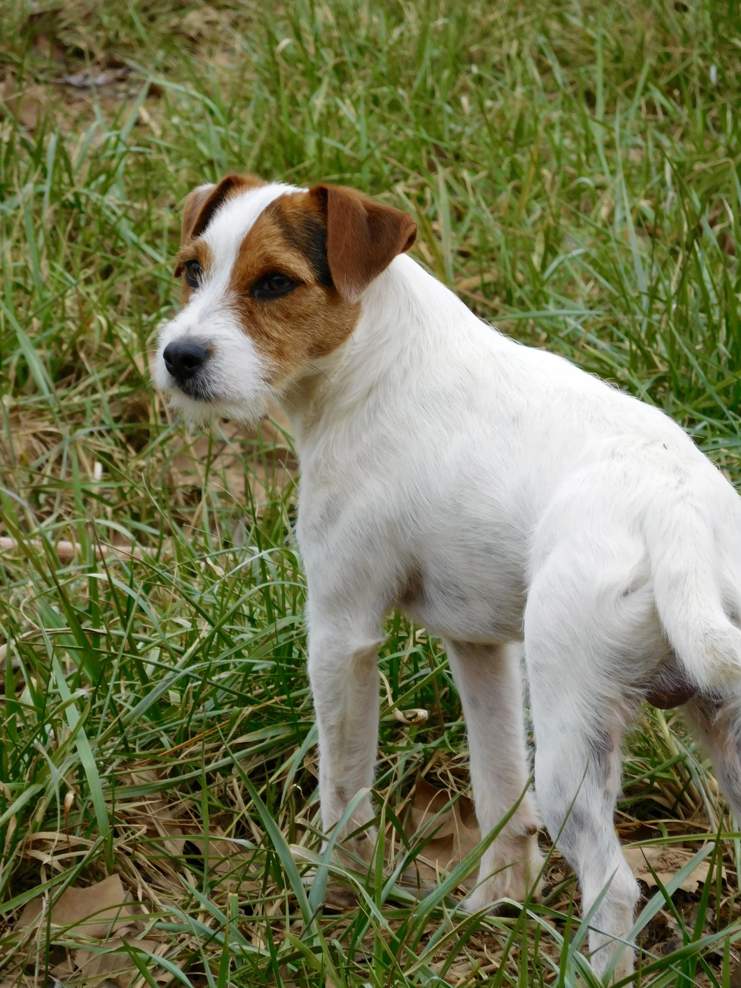 The Jack Russell Terrier Club 2025