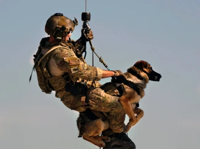 Courtesy of: https://barkpost.com/10-things-about-military-dogs/