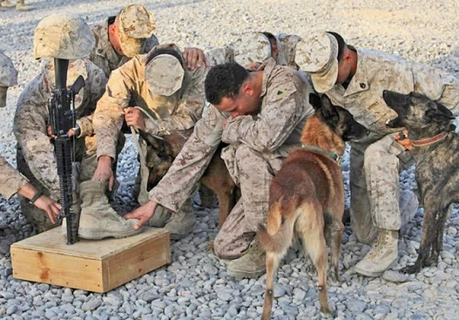 In Rebecca Frankel’s book, War Dogs she explores the remarkable bond that develops between service dog and handler. One such pair was Marine Lance Corporal Joshua Ashley and “Sirius”. They were the number one team during training at Yuma military base, but tragically Josh was killed by an IED just two months after deploying to Afghanistan. “Sirius” at first refused to take commands from his new handler and showed significant signs of agitation at the loss of his partner. Such stories are all too common among canine and handler teams.
