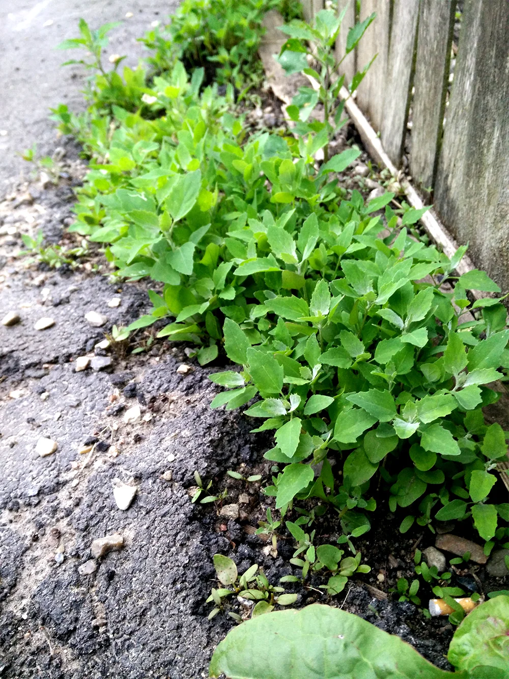Goosefoot by the asphalt, photo by Maya Hey